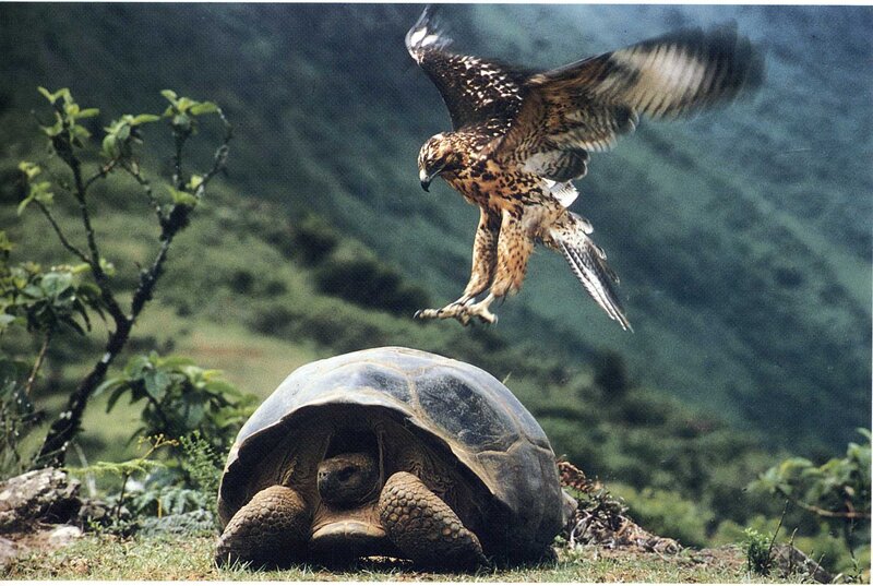 Flying Hawk Attacking Tortoise