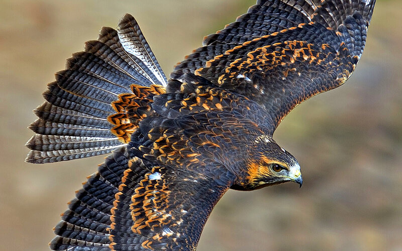 Flying Hawk — Black, Dynamic