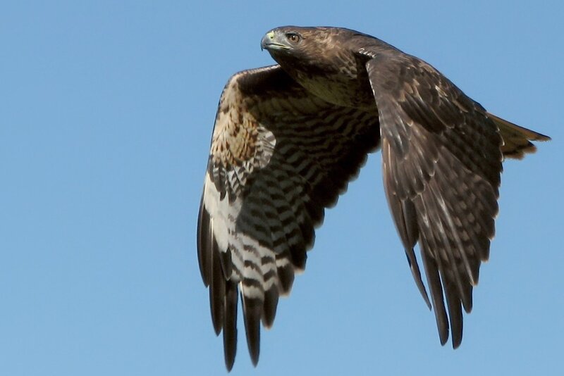 Flying Hawk — Blue, Calm