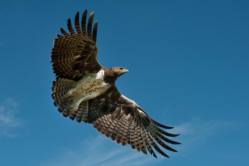 Flying Hawk — Blue, Dramatic
