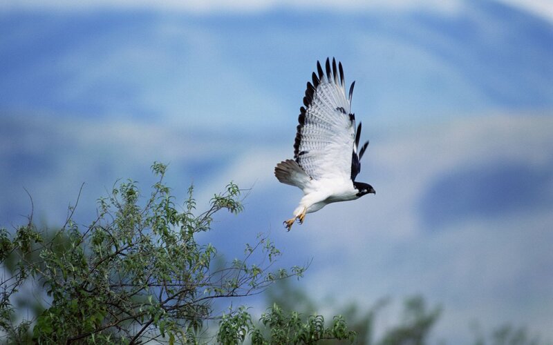 Flying Hawk — Blue, Dynamic, Afternoon, Photograph