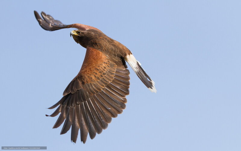 Flying Hawk — Blue, Dynamic, Afternoon
