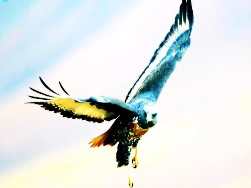 Flying Hawk — Blue, Dynamic, Photograph