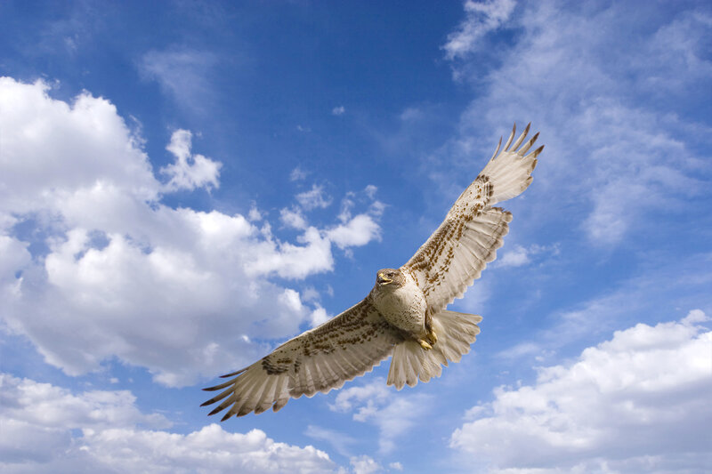 Flying Hawk — Blue, Dynamic