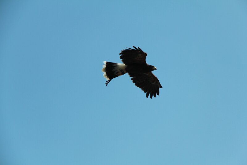 Flying Hawk — Blue, Serene, Afternoon, Photograph, Sky, Black