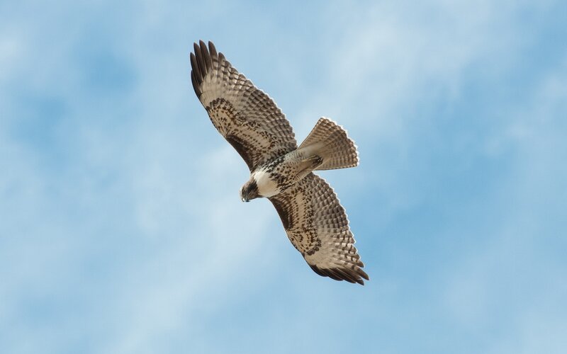 Flying Hawk — Blue, Serene, Afternoon, Photograph, Sky, Clouds