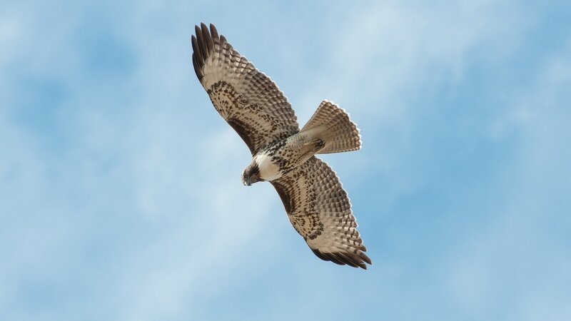 Flying Hawk — Blue, Serene, Afternoon, Photograph, Sky