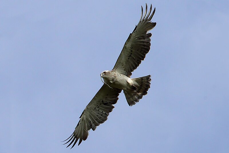 Flying Hawk — Blue, Serene, Afternoon, Photograph
