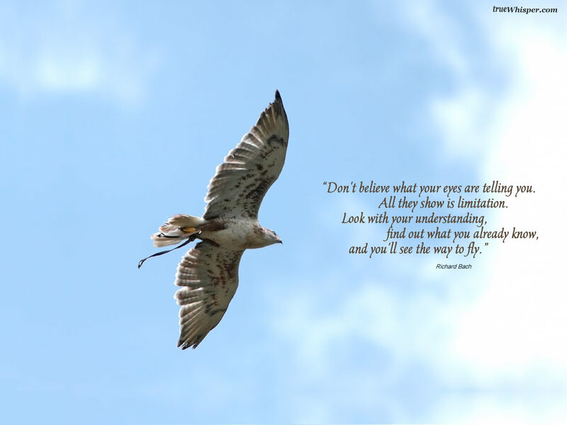 Flying Hawk — Blue, Serene, Afternoon