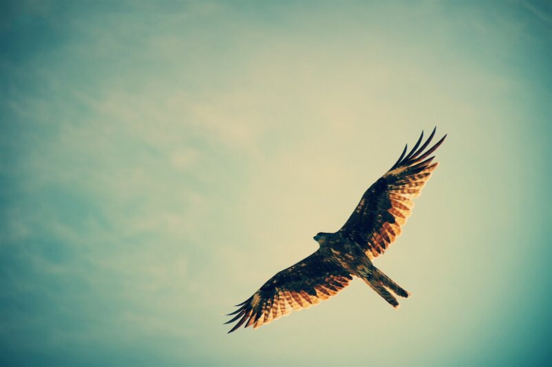 Flying Hawk — Blue, Serene, Sunset