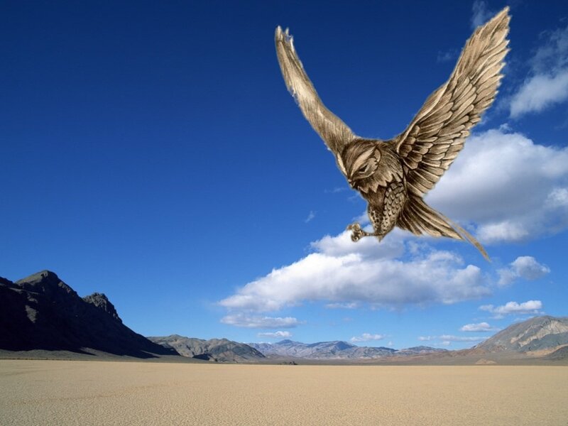 Flying Hawk — Blue, Serene