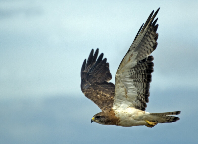 Flying Hawk — Blue