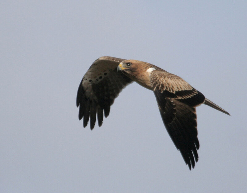 Flying Hawk — Brown, Calm