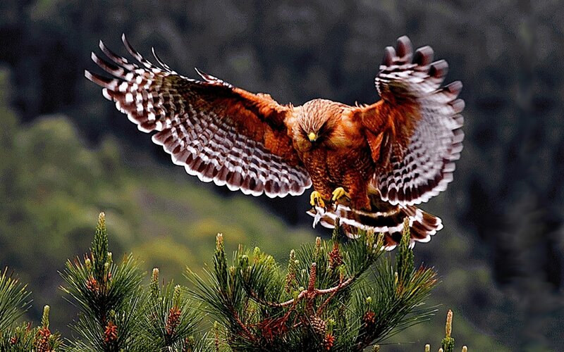 Flying Hawk — Brown, Dramatic, Photograph
