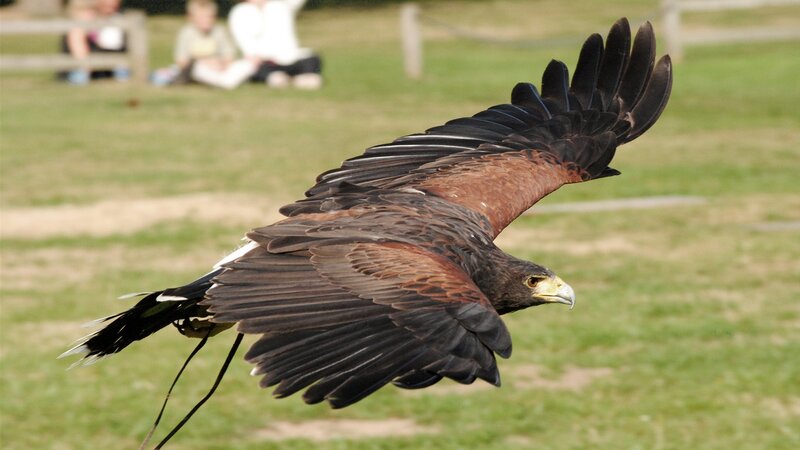 Flying Hawk — Brown, Dynamic, Afternoon, Photograph, Grass Field