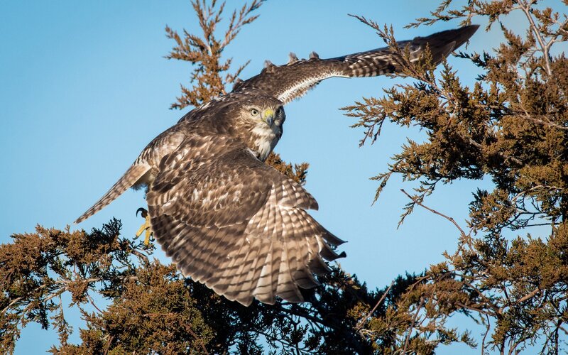 Flying Hawk — Brown, Dynamic, Afternoon, Photograph, Tree