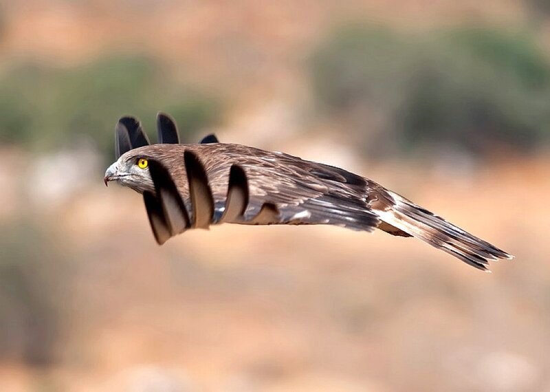 Flying Hawk — Brown, Dynamic