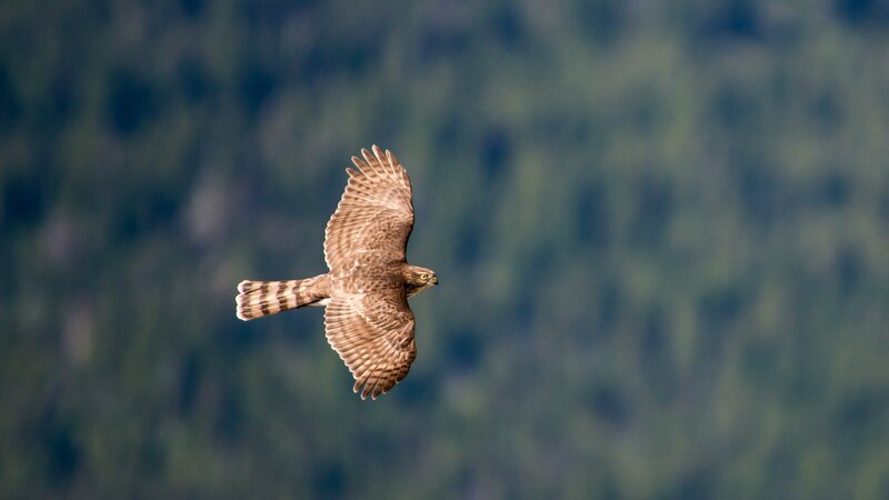 Flying Hawk — Brown, Natural, Afternoon