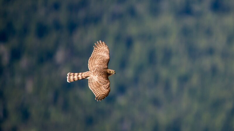 Flying Hawk — Brown, Natural, Photograph, Forest