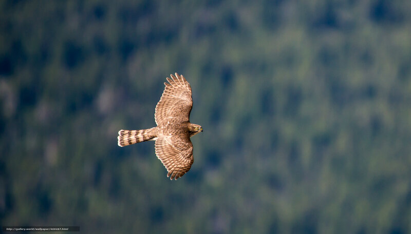 Flying Hawk — Brown, Natural