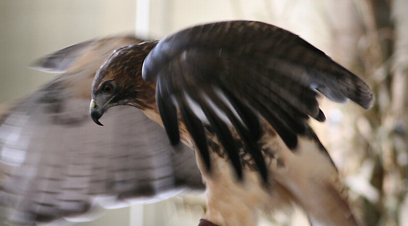Flying Hawk — Brown