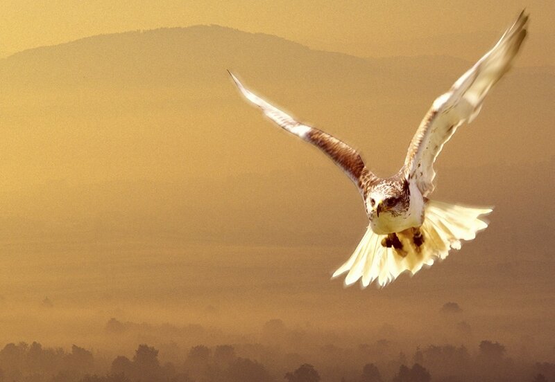 Flying Hawk — Gold