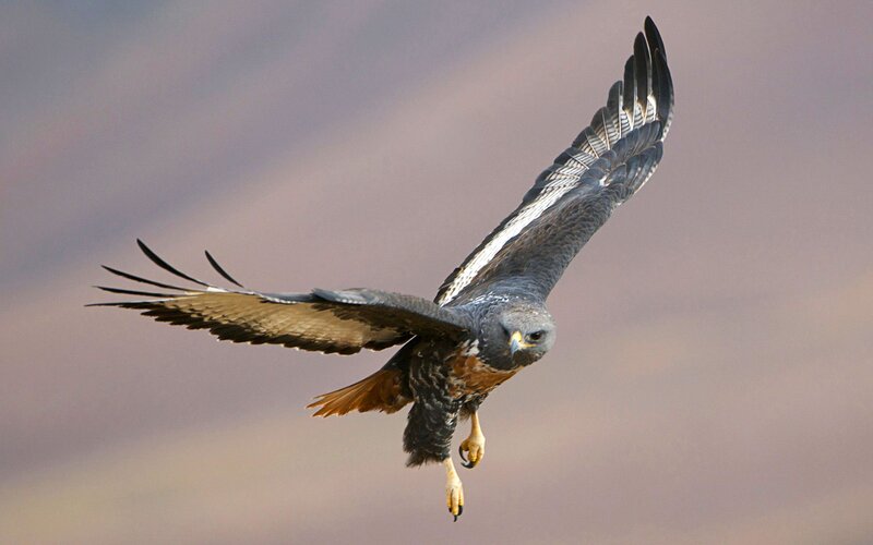 Flying Hawk — Gray