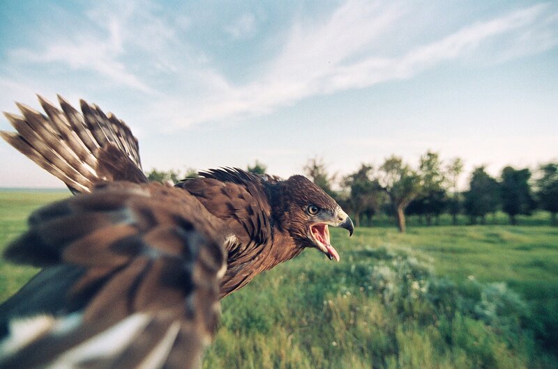 flying hawk in a field