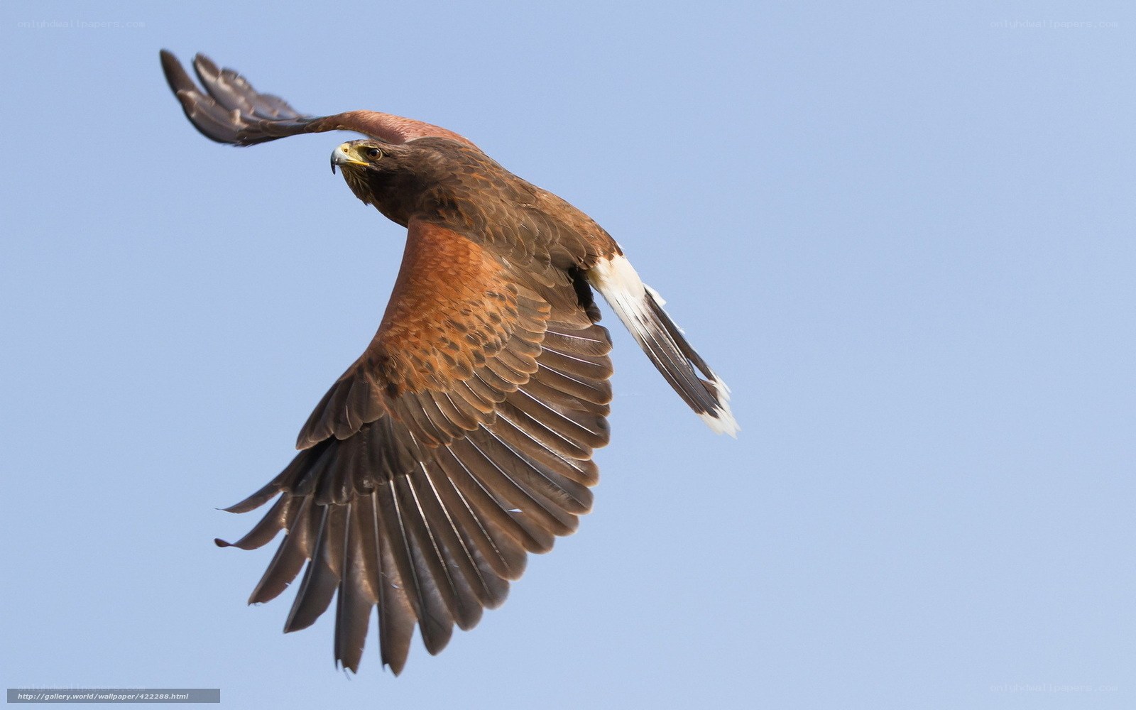 flying hawk in blue sky