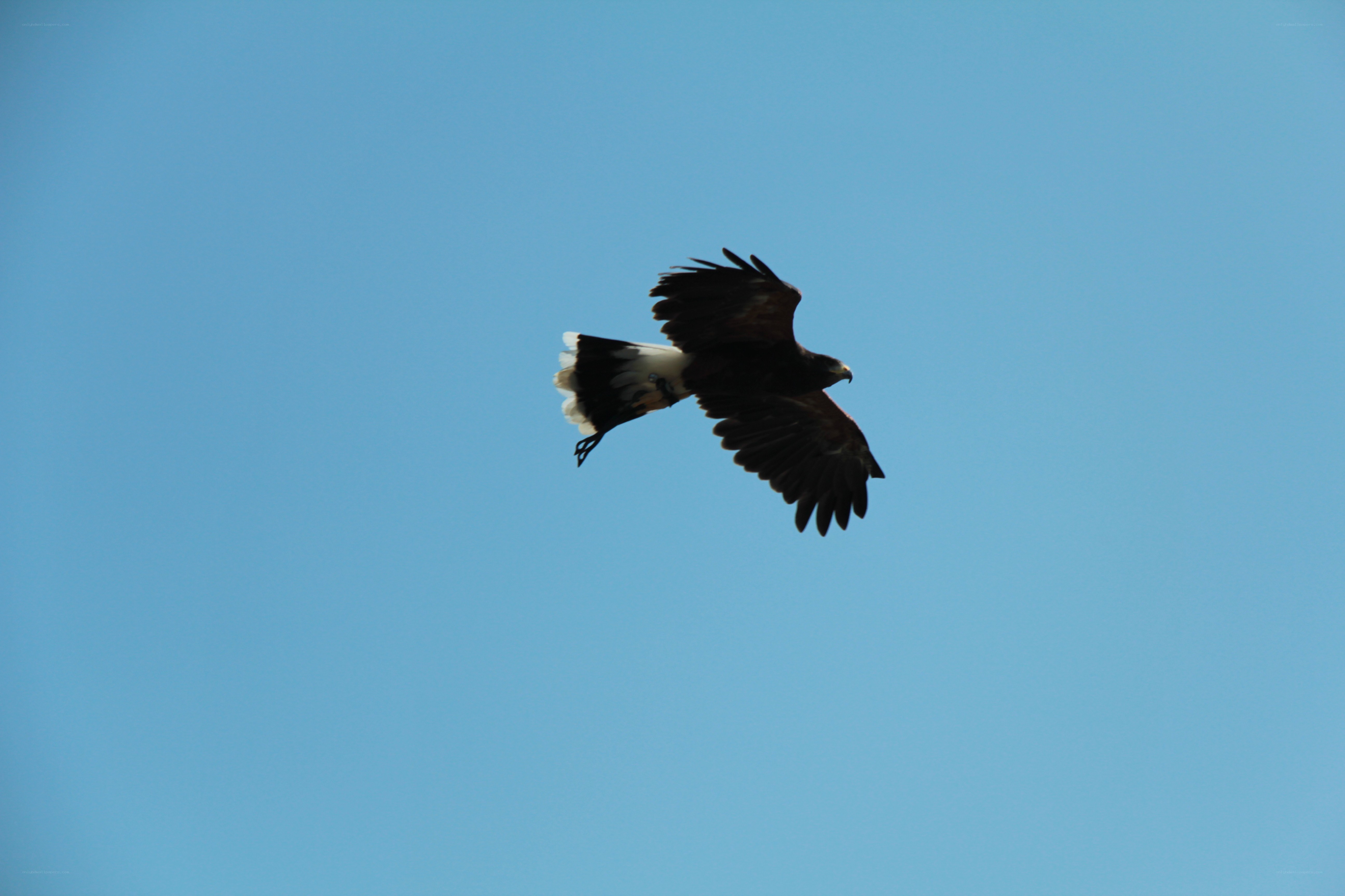 flying hawk in blue sky
