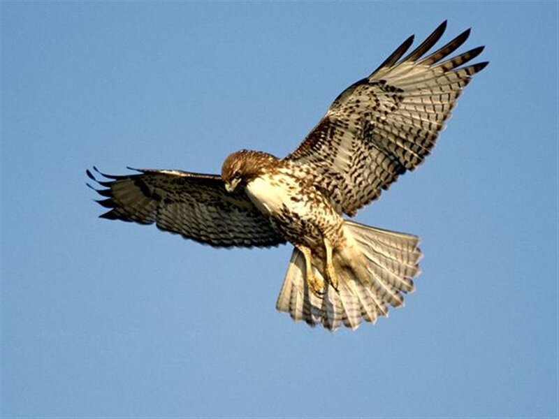 flying hawk in blue sky