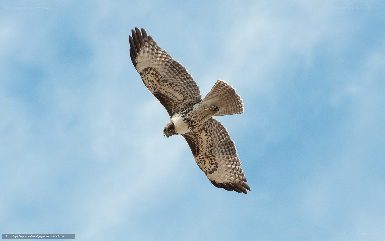 flying hawk in blue sky