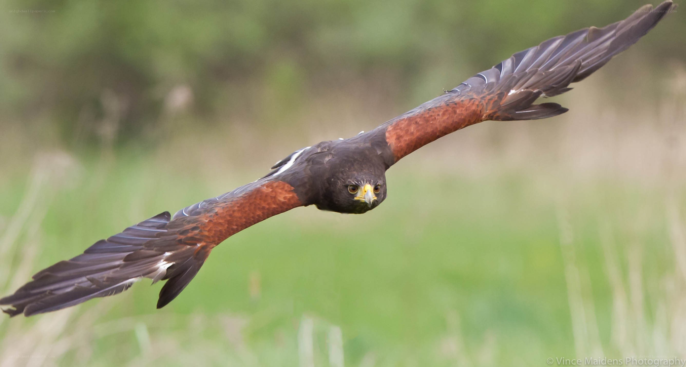 flying hawk in flight