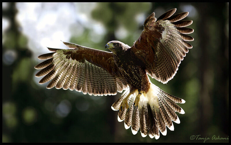 flying hawk in forest