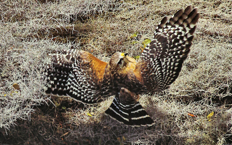 Flying Hawk in Grass — Brown