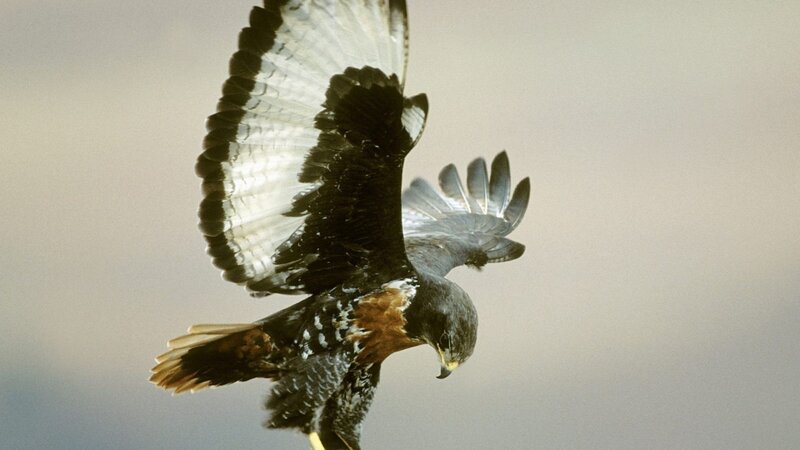 flying hawk in mid-air