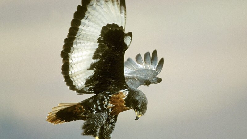 flying hawk in mid-air