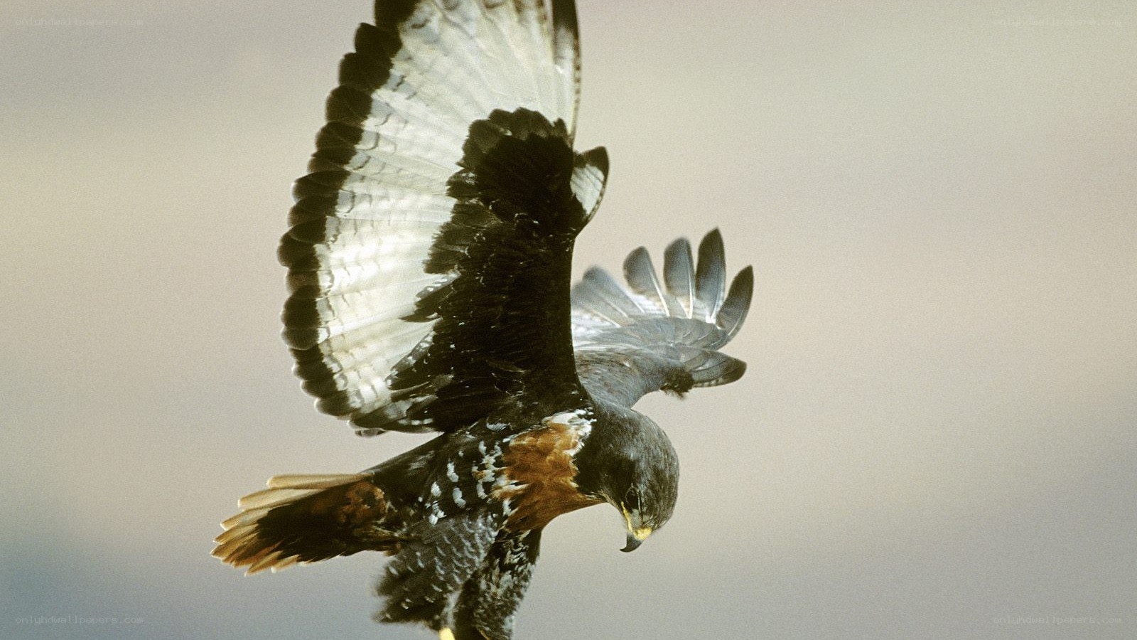 flying hawk in mid-air