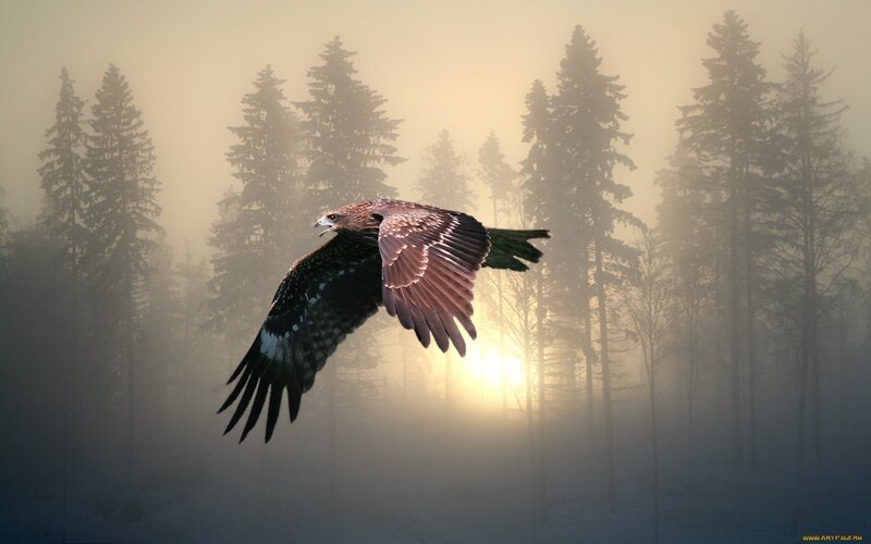 flying hawk in misty forest