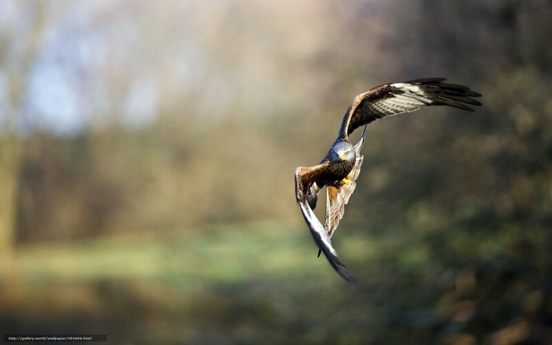 flying hawk in motion