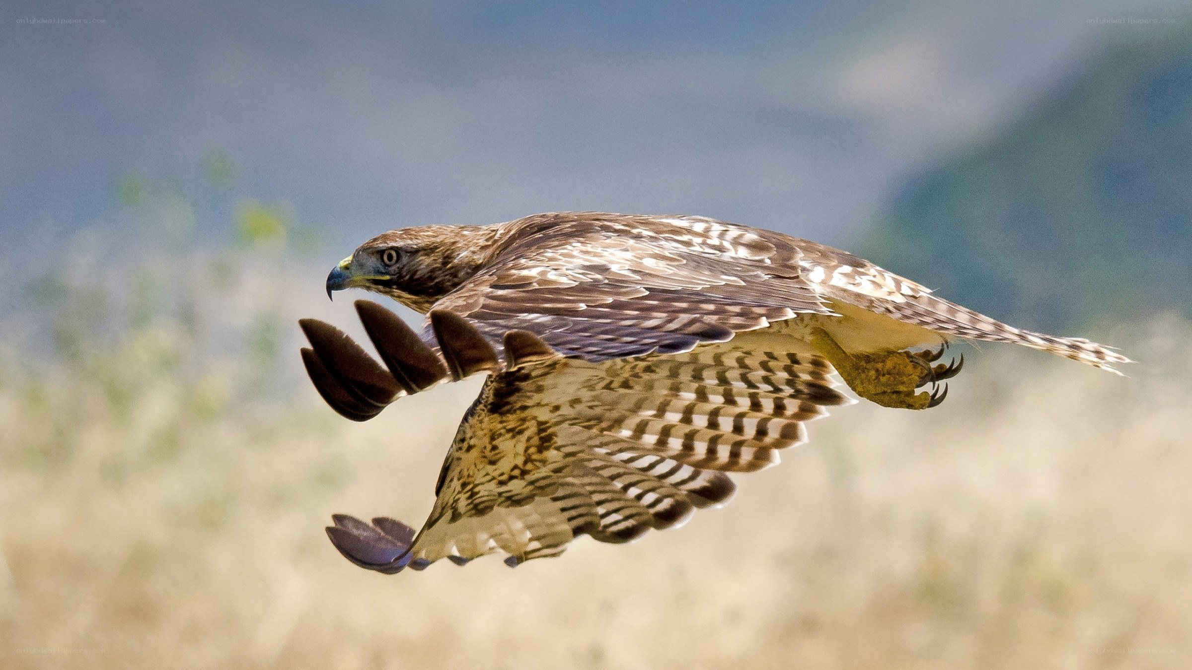 flying hawk in natural habitat