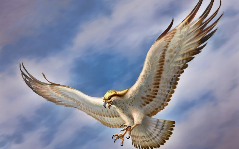 flying hawk in the sky