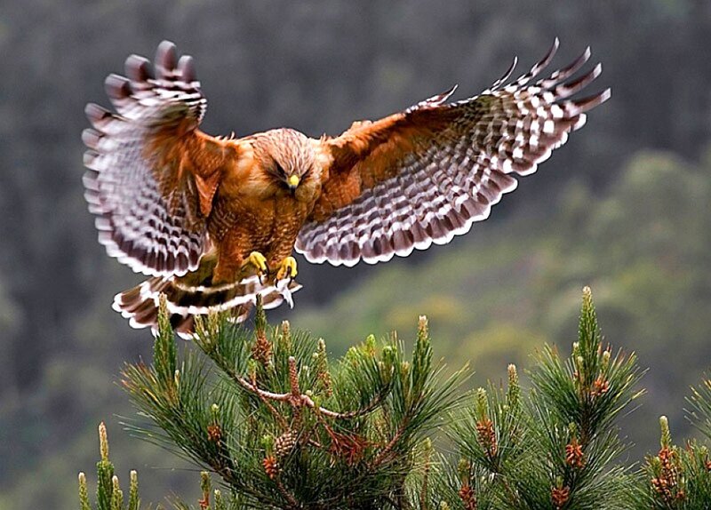 Flying Hawk Landing