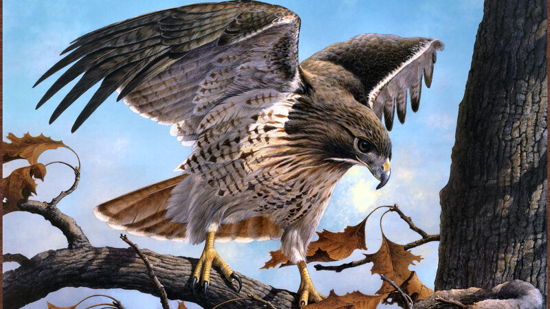 Flying Hawk on Branch