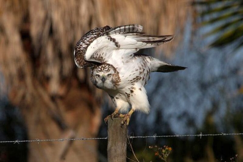 Flying Hawk on Post
