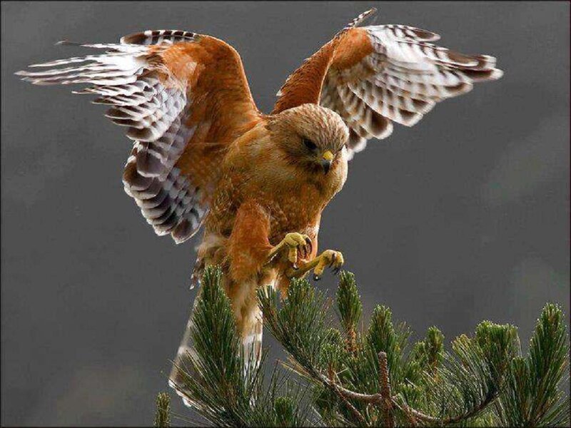 Flying Hawk on Tree