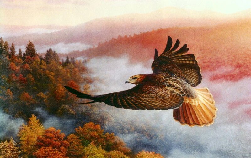 Flying Hawk over Forest