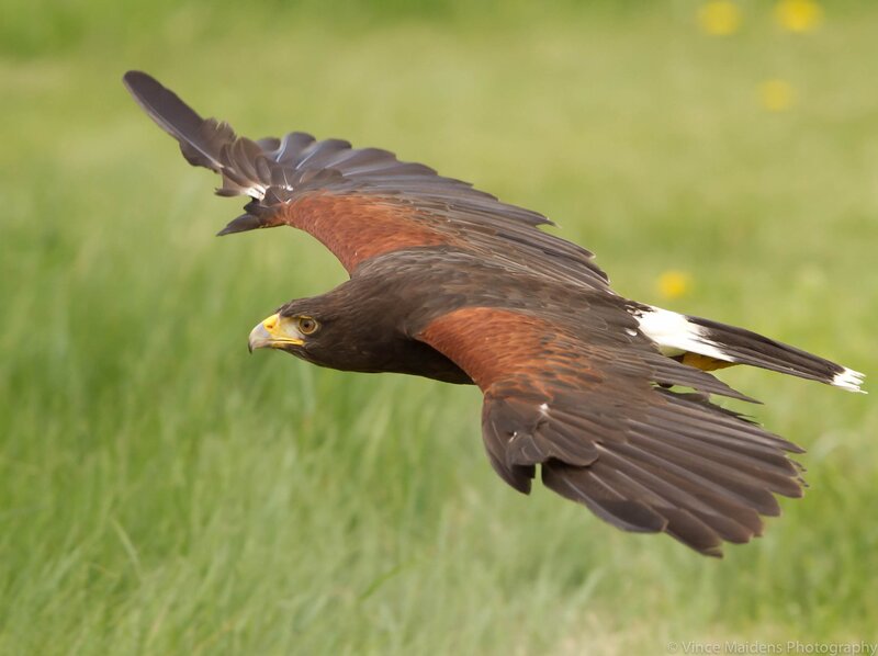 flying hawk over green field