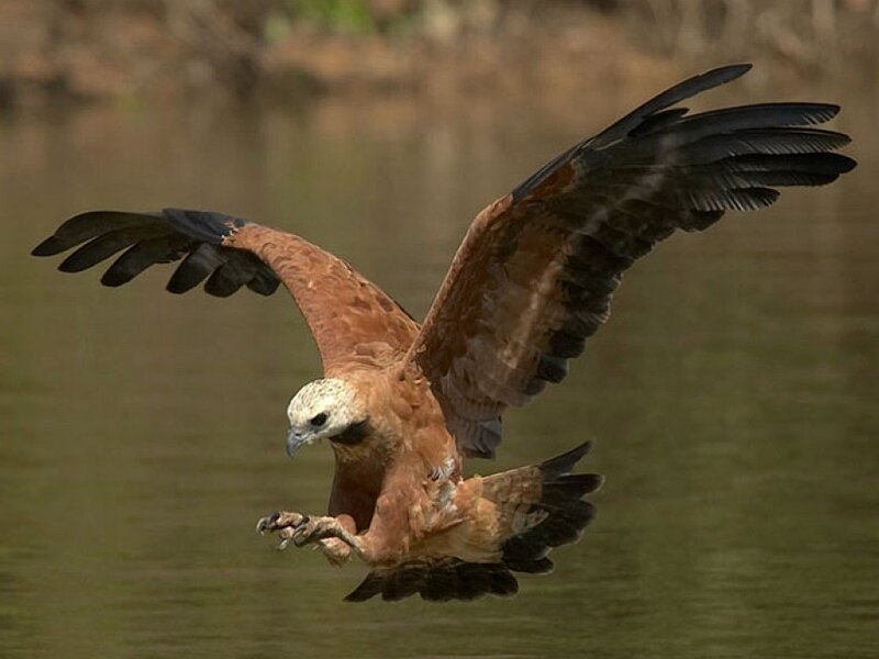 Flying Hawk over Water