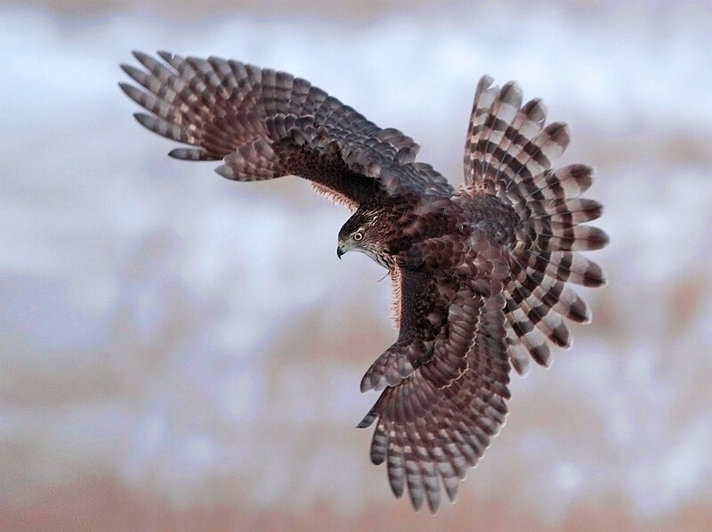 Flying Hawk